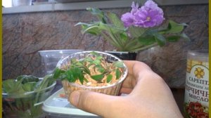 Укореняем пасынки в Серамисе. Морозная вишня, Pink Mint
