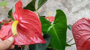 Apenas 1 caneca faz anthurium explodir de tantas flores (O ano todo)