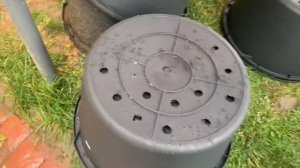 Голубика в контейнерах Ноябрь 2020