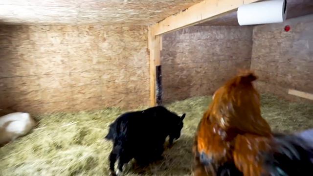 Patches and Petunia's New Kids смотреть онлайн