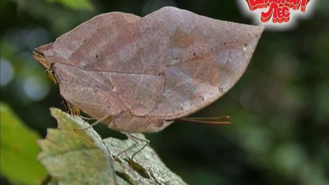 День в Шишкином Лесу. Бабочки смотреть онлайн