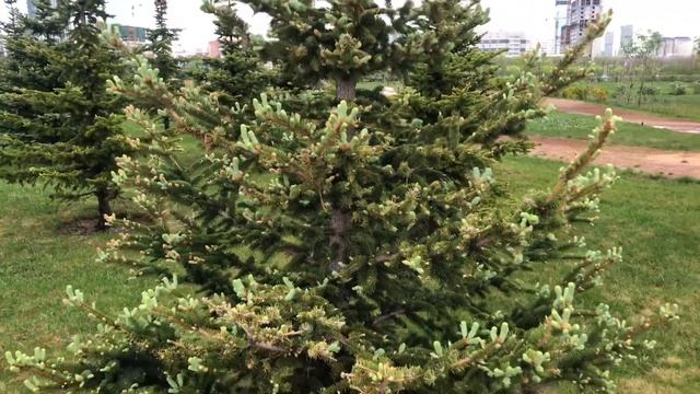 Ботанический сад Астана (самый большой парк в Центральной Азии) смотреть онлайн