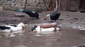 ГОТОВИМ ХРУСТЯЩИЙ ХЛЕБ ТАНДУРИ Азербайджанская Кухня Деревенская Кухня  Рецепты