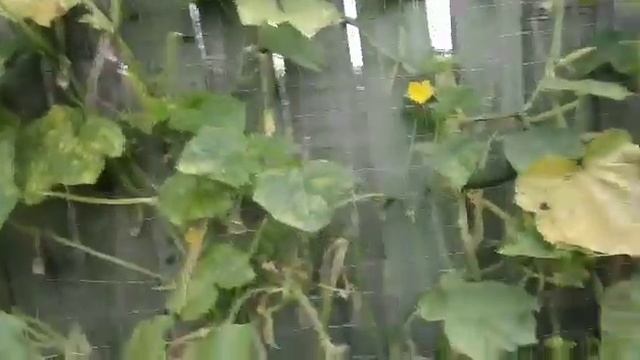 Еще один день на даче # Заготовки# Цветы# Овощи# Надежда.Обо всем понемногу. смотреть онлайн