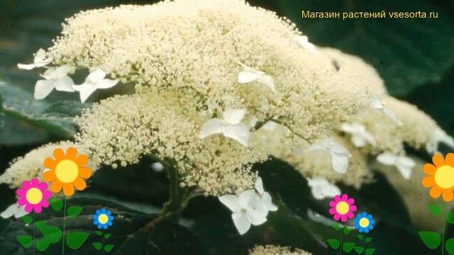 Гортензия древовидная Уайт Дом. Краткий обзор, описание Hydrangea Arborescens White Dome