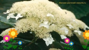 Гортензия древовидная Уайт Дом. Краткий обзор, описание hydrangea arborescens White Dome