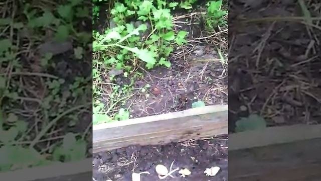 Посадка картофеля в июне  2016 года