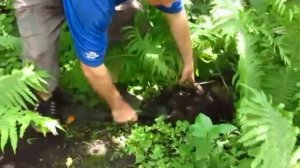 Как правильно рассаживать папоротник Высадка папоротника что нужно знать