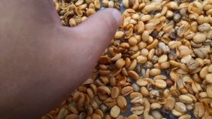 Кофейная ферма. Вьетнам. Далат.