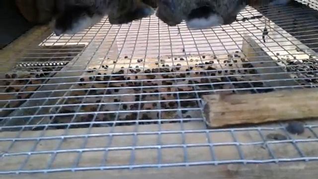 ЛУЧШИЕ КЛЕТКИ ДЛЯ КРОЛИКОВ \ двухярусные ♡ размеры♡ обзор♡ смотреть онлайн