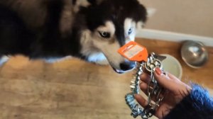 Хаски Зевс (№ 1) –  Кошмар!   Строгий ошейник!