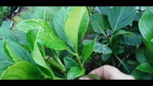 Ремонтантная гортензия: обрезка к зиме и размножение черенками.