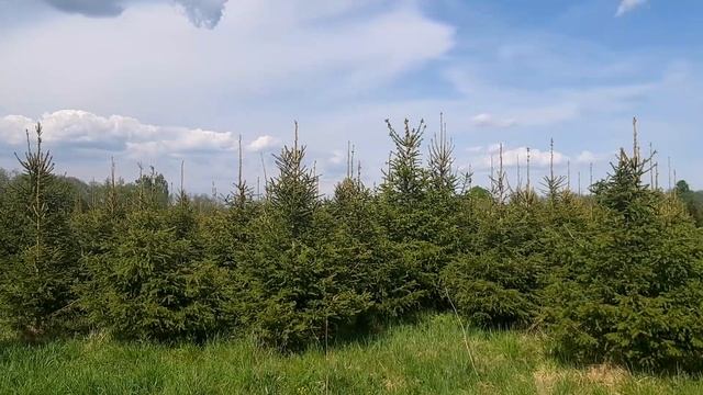 Видео онлайн лиственницы европейской и ели сибирской из питомника саженцев.