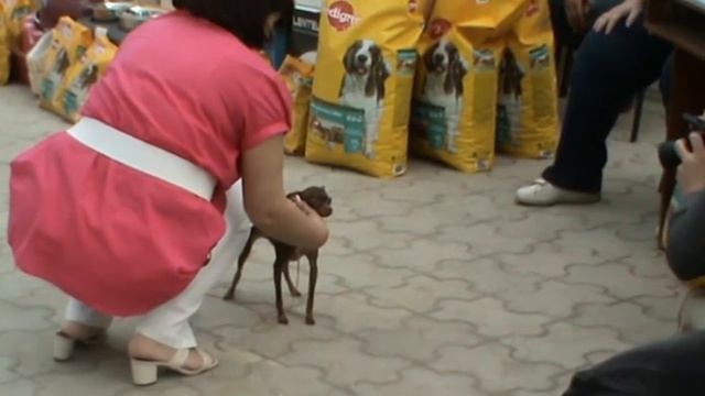 пудель, той, пикенес 22.04.2012 смотреть онлайн