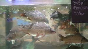 Живая РЫБА в магазине "Перекрёсток"