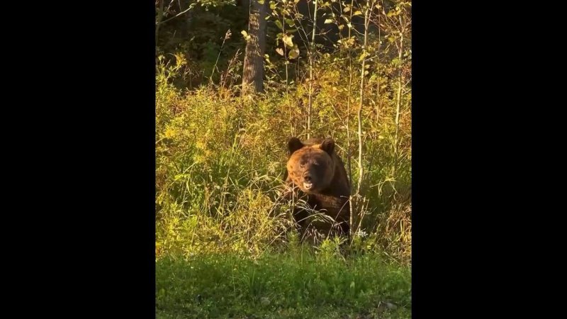 Встретил медведя в лесу