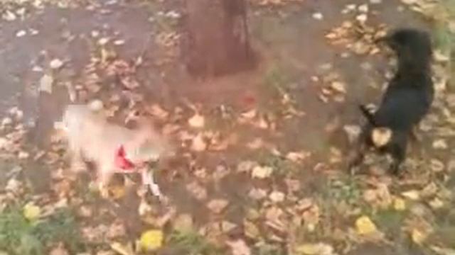 Малыша ,знакомство с таксой)) смотреть онлайн