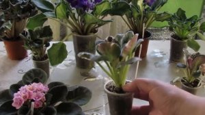 НА КАКИЕ ФИАЛКИ НЕ СТОИТ ТРАТИТЬ СВОЕ ВРЕМЯ И ВНИМАНИЕ