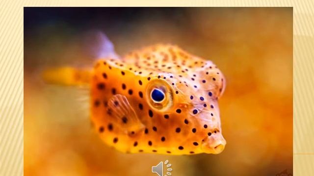 Кузовок кубик смотреть онлайн