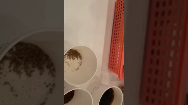 Атоми. Арабика черный кофе смотреть онлайн