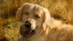 ASMR АСМР: Звук собаки, скулит щенок. The sound of the dog, whining puppy.