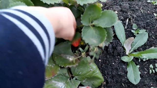 Клубника Альтесс 25.10.2018г смотреть онлайн