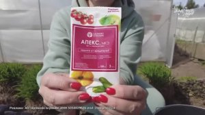 Белокрылая угроза. Срочная обработка от тепличной белокрылки