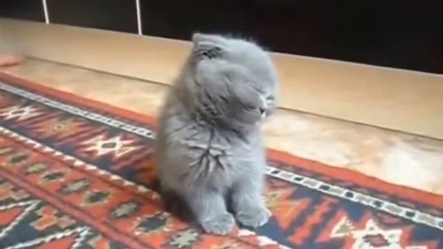 Спящий котик смотреть онлайн