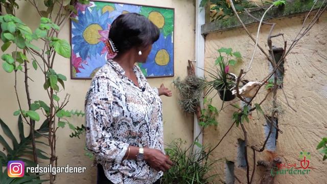 Caring for your air plants, Tilandsia смотреть онлайн