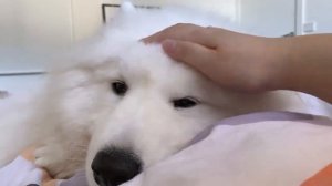 все о самоедах. самоедская собака