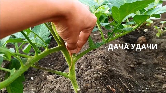 Пасынкование томатов. ВСЕ ПРОСТО!!! ДАЧА УДАЧИ