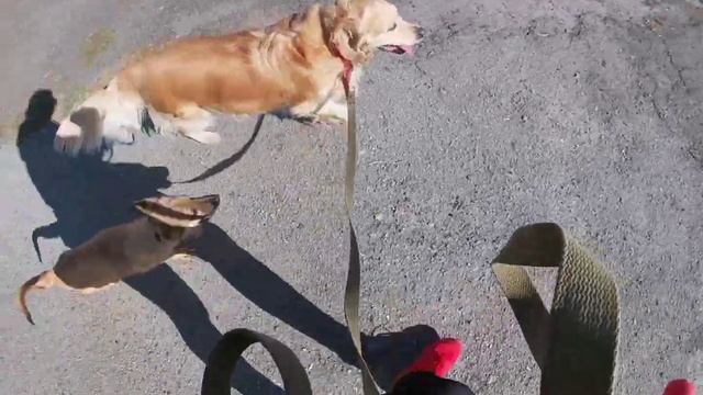 Встретили Волка! Или не волка? 18+Маты! У щенка-рахит, дисплазия, глисты, торчащие ребра.. Ору!! смотреть онлайн