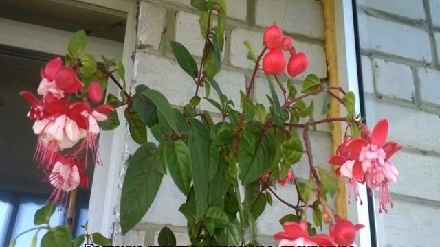 Почему у фуксии скручиваются листья во внутрь — что делать смотреть онлайн