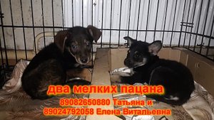 два мелких пацана
