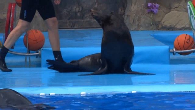 Дрессированный морской котик смотреть онлайн