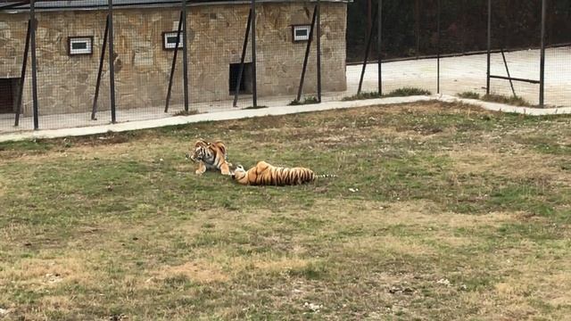 Тигрино-львиный прайд наслаждается жизнью в своем огромном вольере! This Pride is enjoying life! смотреть онлайн