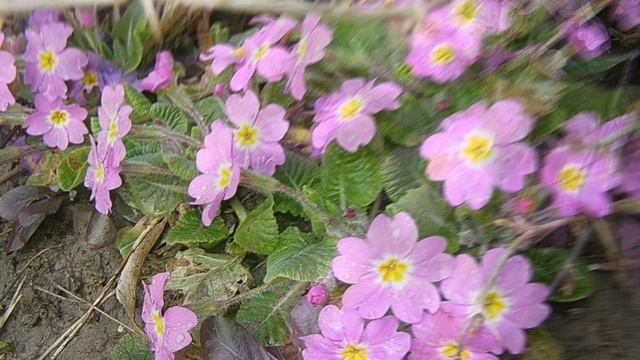 Цветущий март. Львов 2019 г. Часть 3.  Фото шоу в HD качестве. смотреть онлайн