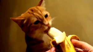 Веселые коты! Подборка смешных кисок! Часть 2.