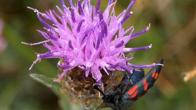 Six spot Burnet moth (Zygaena filipendulae) feeding on Knapweed смотреть онлайн