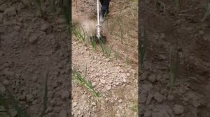 Прополка грядок насадкой культиватором для бензокосы