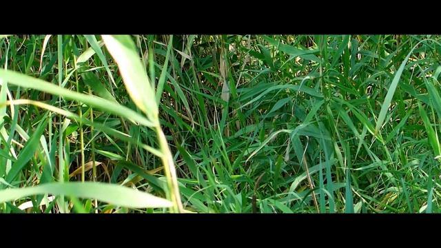 Мой город живой... смотреть онлайн