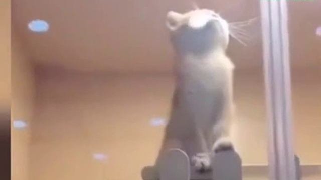 Котики#RUTUBE#мемы#РЕЛАКС ВИДОС#В ТОП↓↓↓