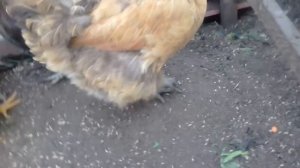 Натуральное средство от глистов у кур. Переполох  в выгуле у кур.