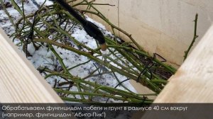 Конструкция для укрытия плетистых роз / Что не забыть, укрывая розы / Где купить саженцы роз.