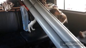 #11 ЩЕНКИ РУССКОЙ ПЕГОЙ ГОНЧЕЙ! ВСТРЕЧА БРАТА И СЕСТРЫ СПУСТЯ 1.5 МЕСЯЦА!!