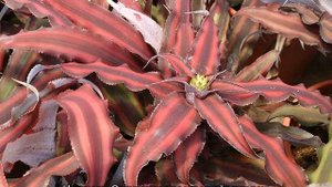 Семейство Бромелиевые — тилландсия, ананас, бромелия и другие