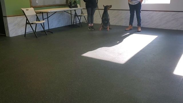 Aggressive Doberman vs. Modern Dog Trainer смотреть онлайн