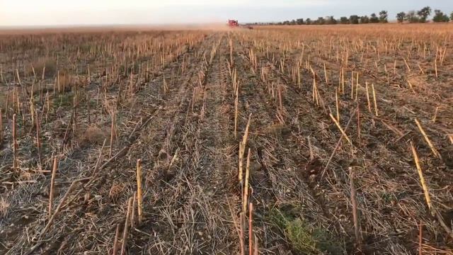 Впервые сеем после подсолнечника без мульчировки смотреть онлайн