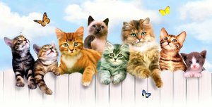 Что Значит Странное Поведение Вашей Кошки