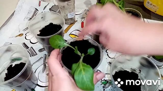 Рассада растёт медленно. Перевалка петуньи. смотреть онлайн